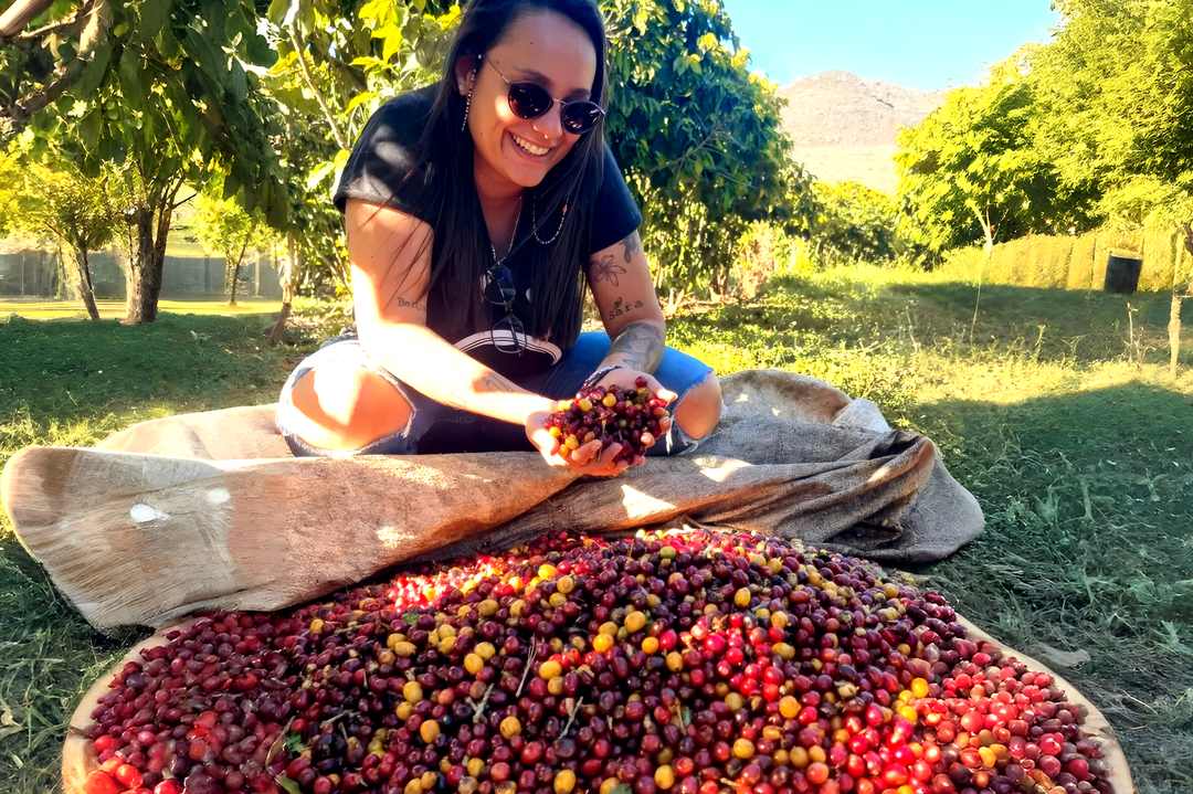 Edição Limitada Tainã Bittencourt: um lote raro da Fazenda Vista Alegre - Café do Mercado