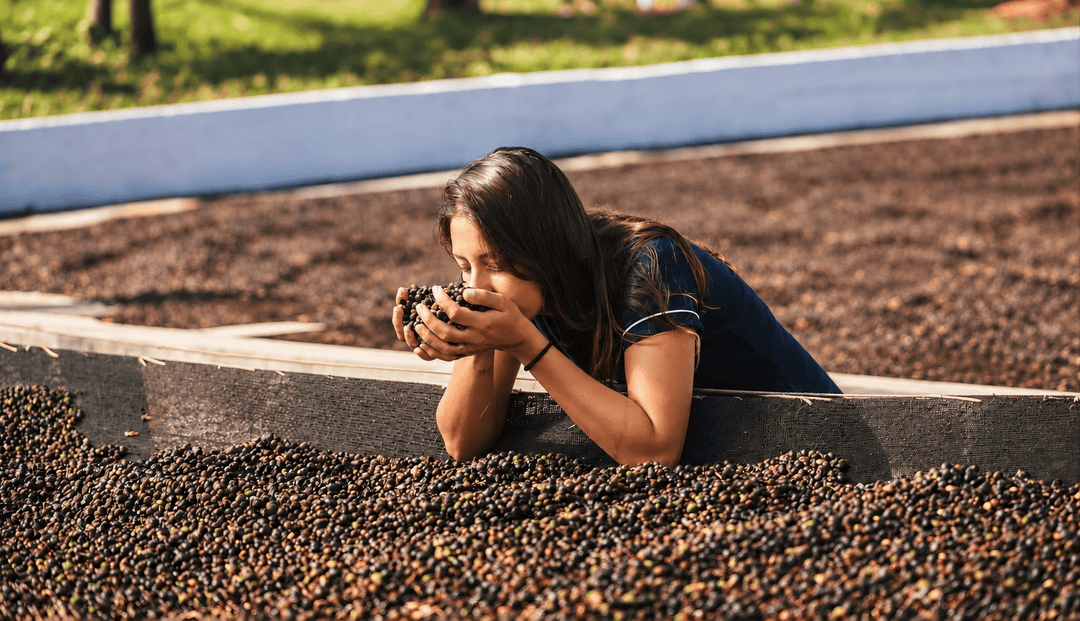 Novo edição limitada: Danielle fonseca, Fazenda Comtu e os 15 dias de fermentação - Café do Mercado