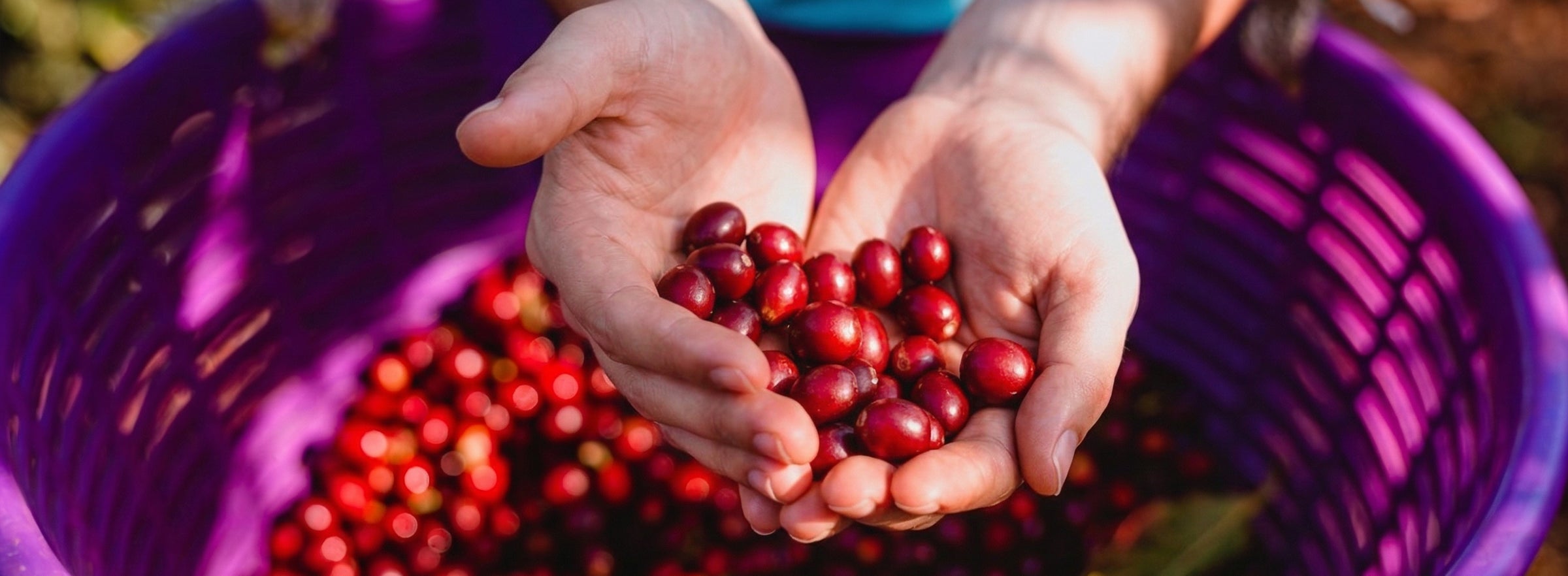 Cafés Excepcionais 85+