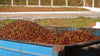 CAFE EDICAO LIMITADA DANIELLE FONSECA 250G