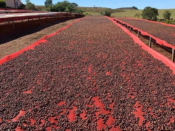 Fazenda Santa Mõnica