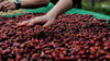 Café Especial 2kg Sul de Minas