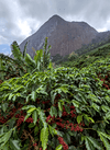 Café Montanhas Orgânico para Espresso em Grãos 1kg.