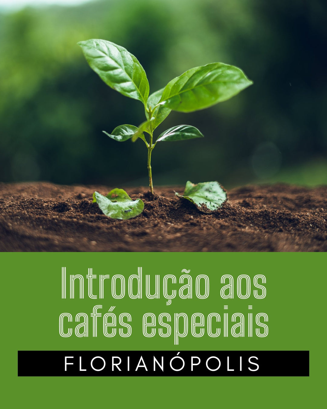 CURSO INTRODUÇÃO AOS CAFÉS ESPECIAIS SCA - FLORIANÓPOLIS - DATA A DEFINIR - Café do Mercado