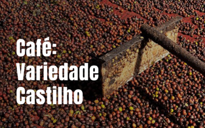 CAFÉ: Variedade Castilho