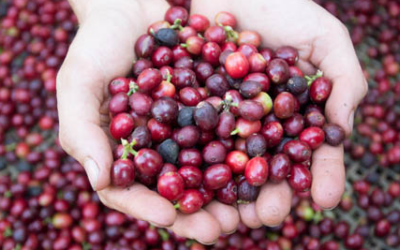 O Universo do Café: O Que Está Por Trás de Cada Xícara?
