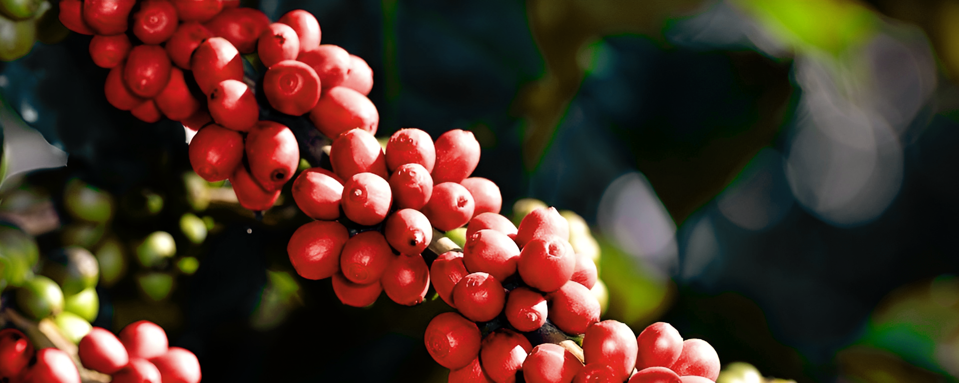 FRUTOS