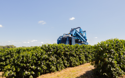 Da Alta Mogiana à xícara: um Castilho fermentado que revela o terroir